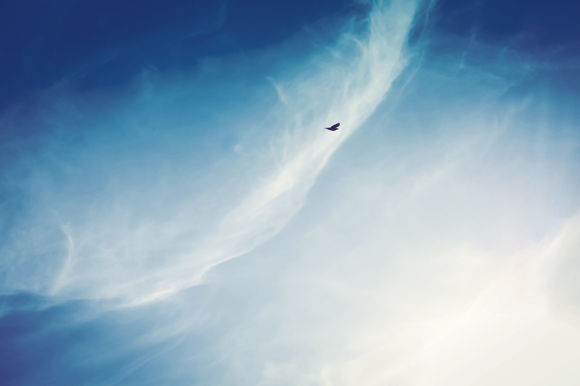 Lone falcon soaring through wisps of cloud